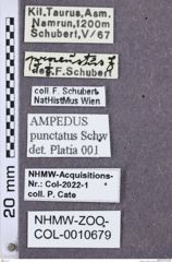 Etikette zu Ampedus punctatus (NHMW-ZOO-COL-0010679)